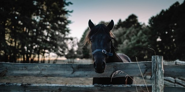 blague avec un cheval